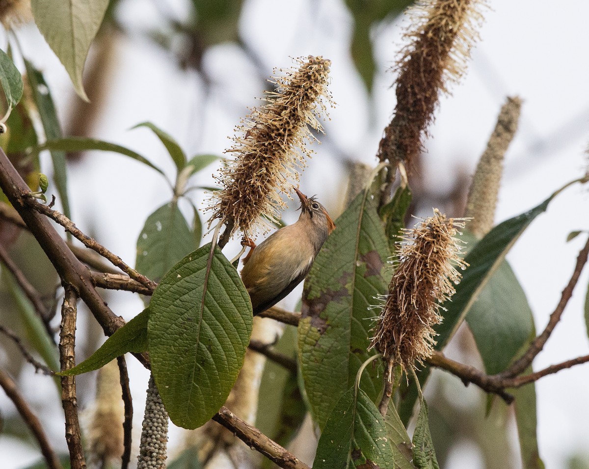 Yuhina Ventrirrufa - ML61661981