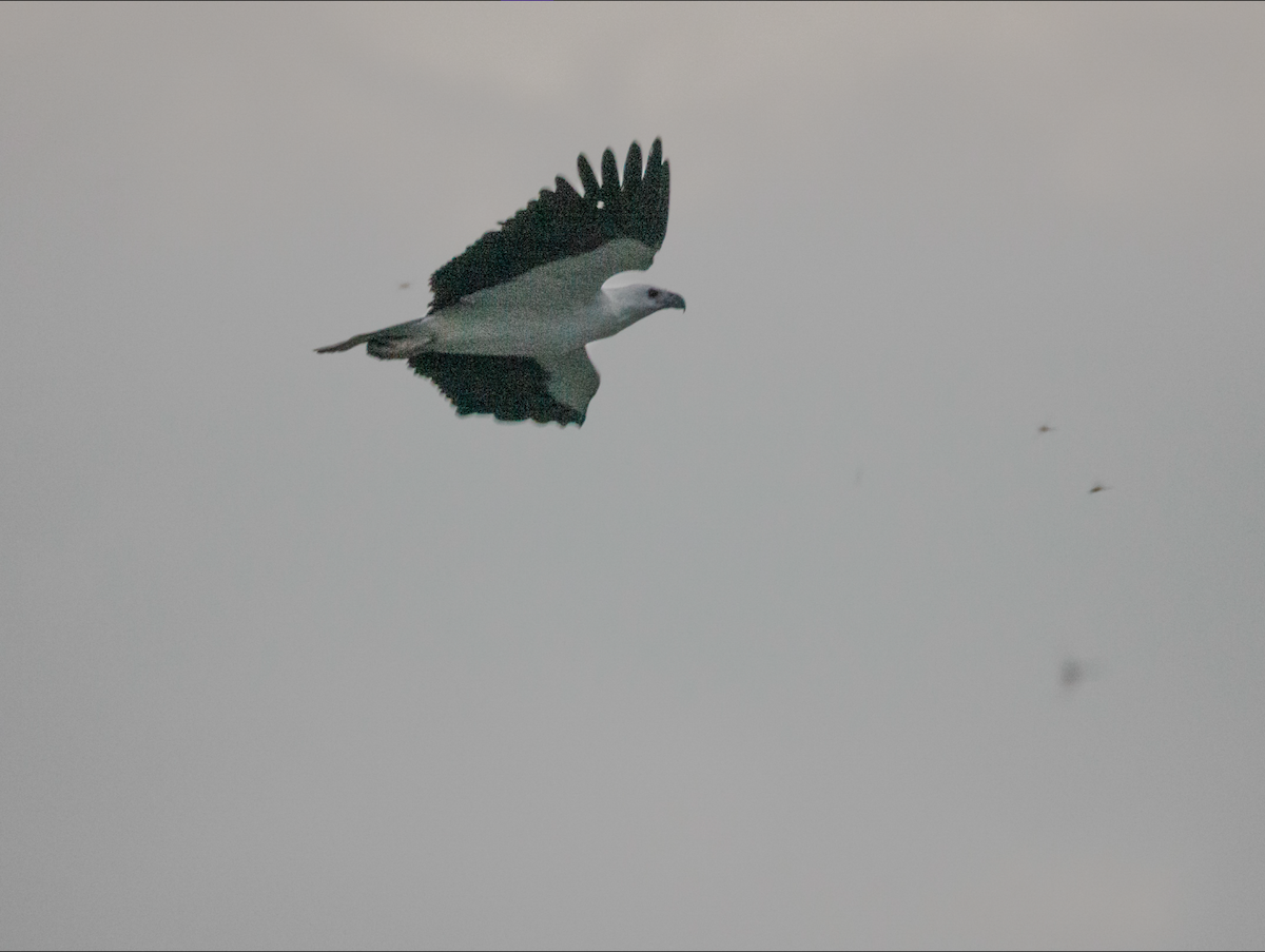 White-bellied Sea-Eagle - ML616619818