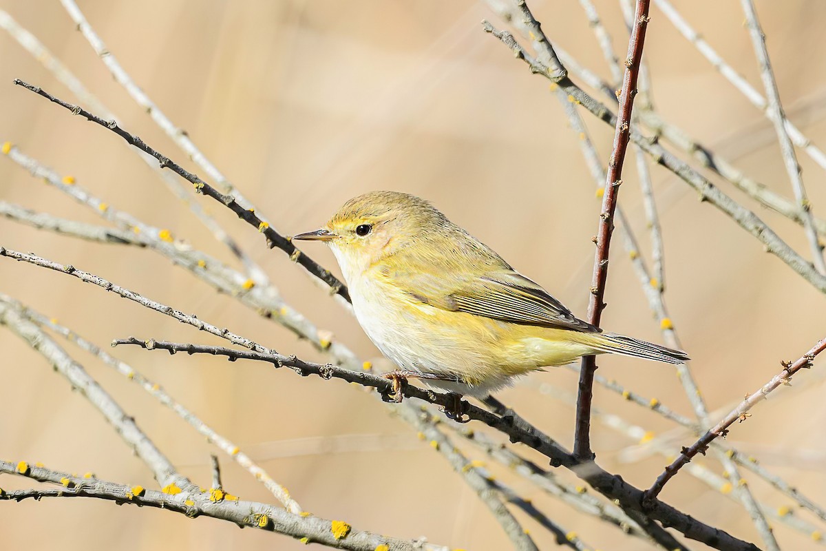 Common Chiffchaff - Mac Aragon