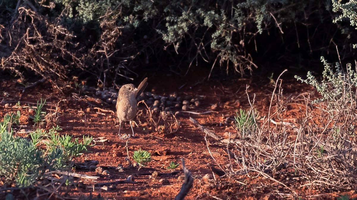 Thick-billed Grasswren - ML616619838