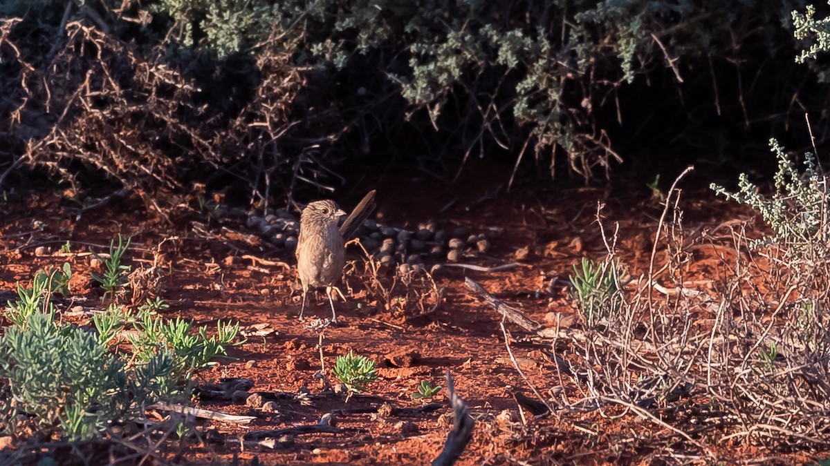 Thick-billed Grasswren - ML616619839