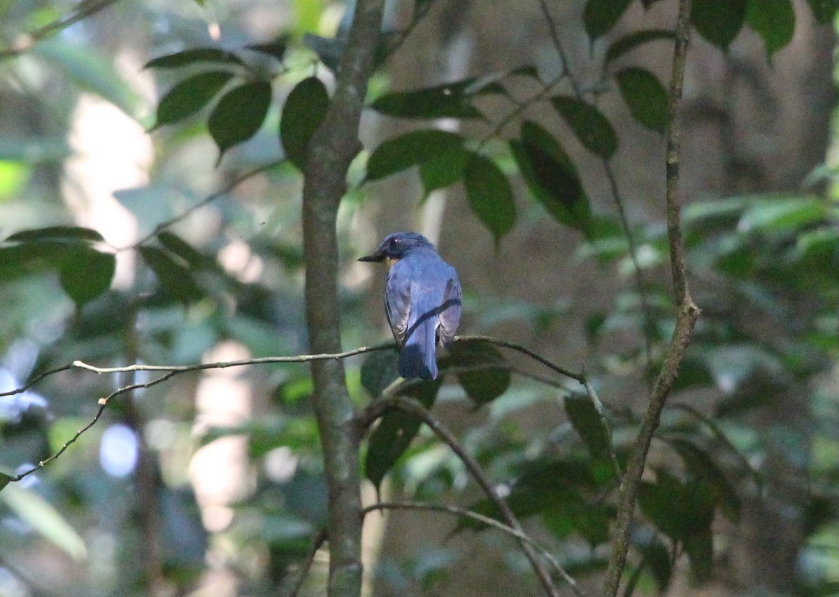 Tickell's Blue Flycatcher - ML616619894