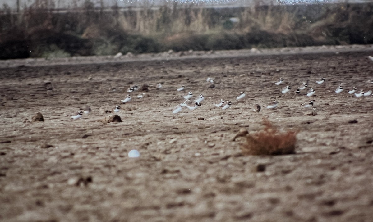 Kentish Plover - Paul Wood