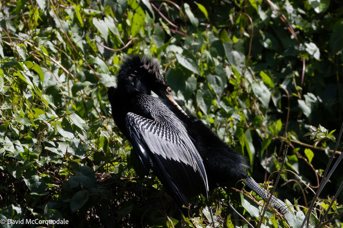 Anhinga - ML616619973