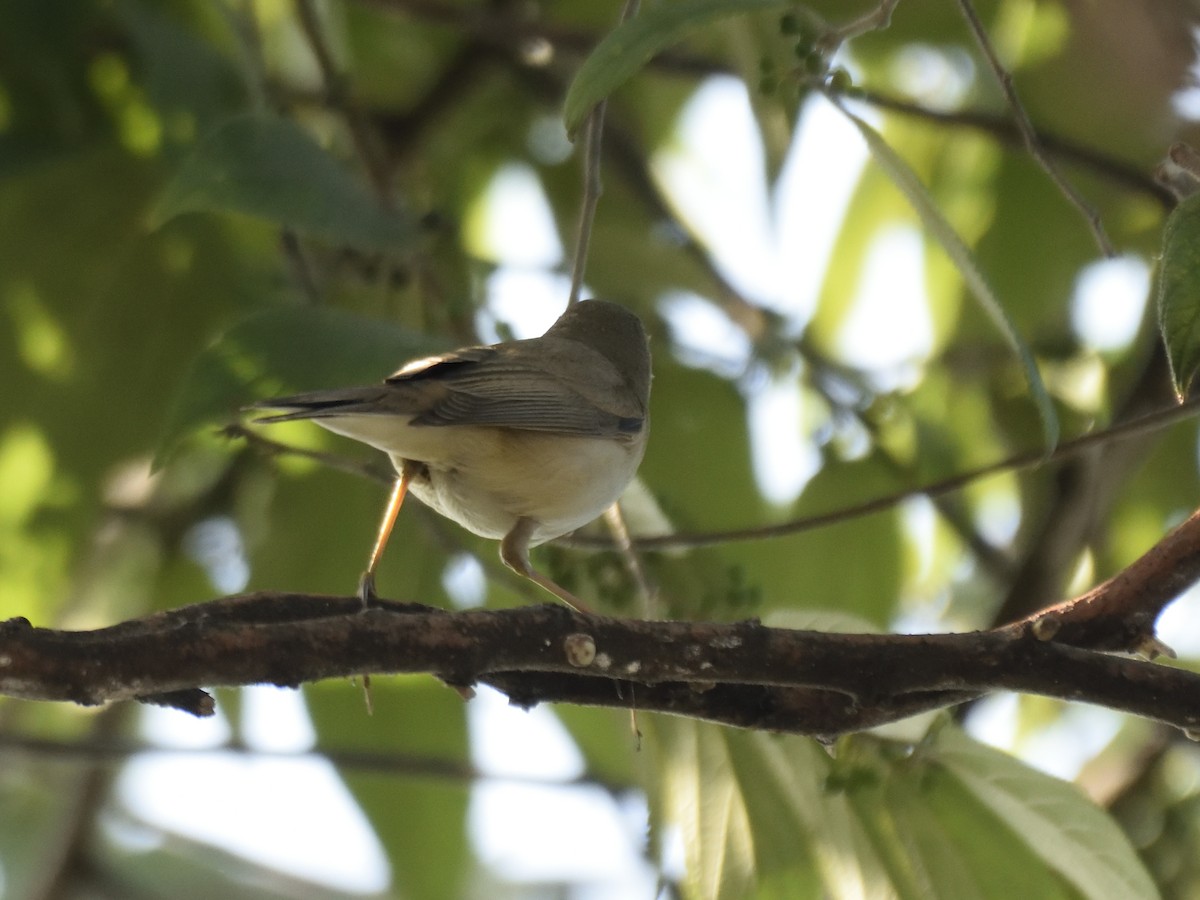 Eastern Olivaceous Warbler - ML616619974