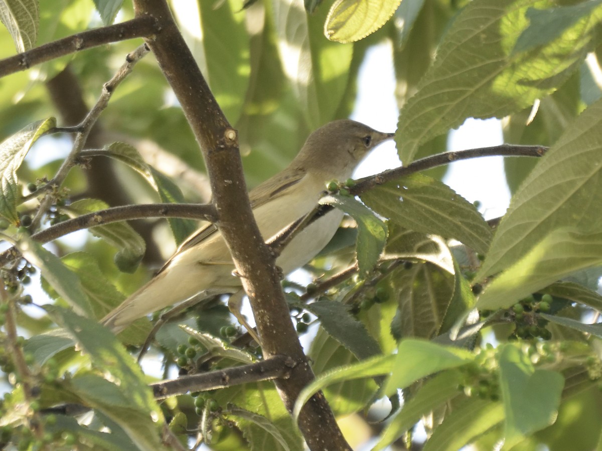 Eastern Olivaceous Warbler - ML616619975