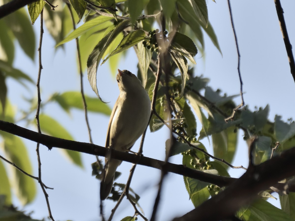 Eastern Olivaceous Warbler - ML616619976