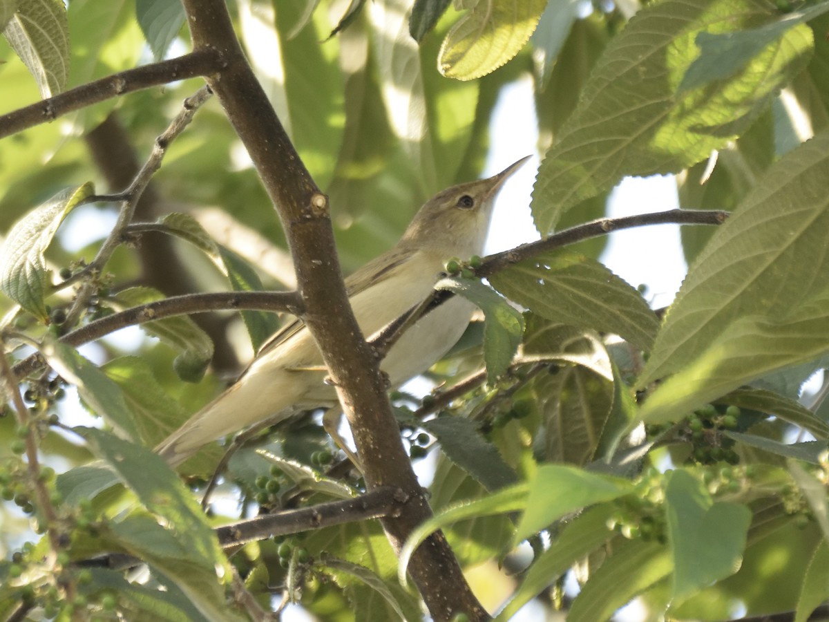 Eastern Olivaceous Warbler - ML616619977