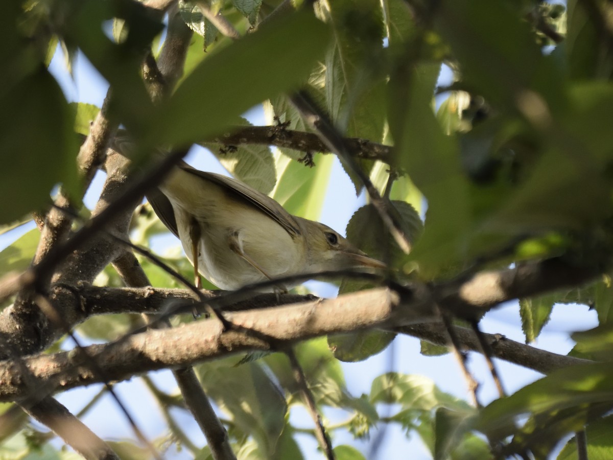 Eastern Olivaceous Warbler - ML616619978