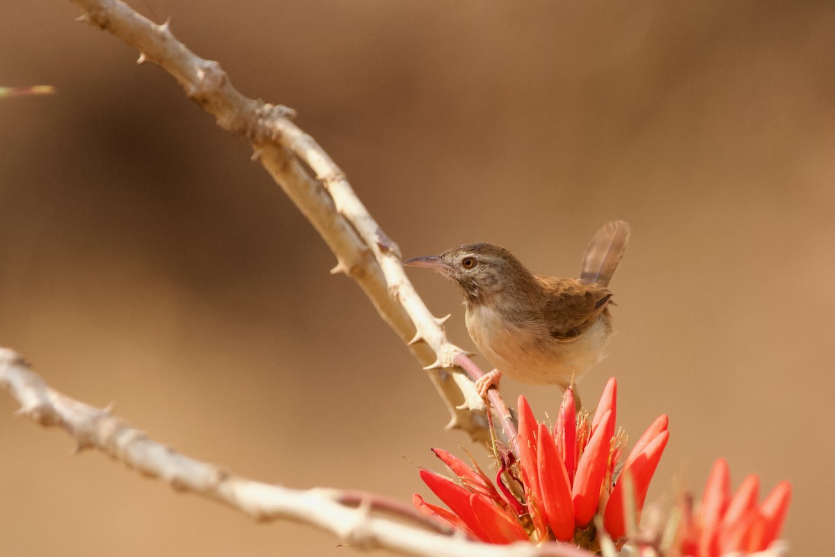 Plain Prinia - ML616619984