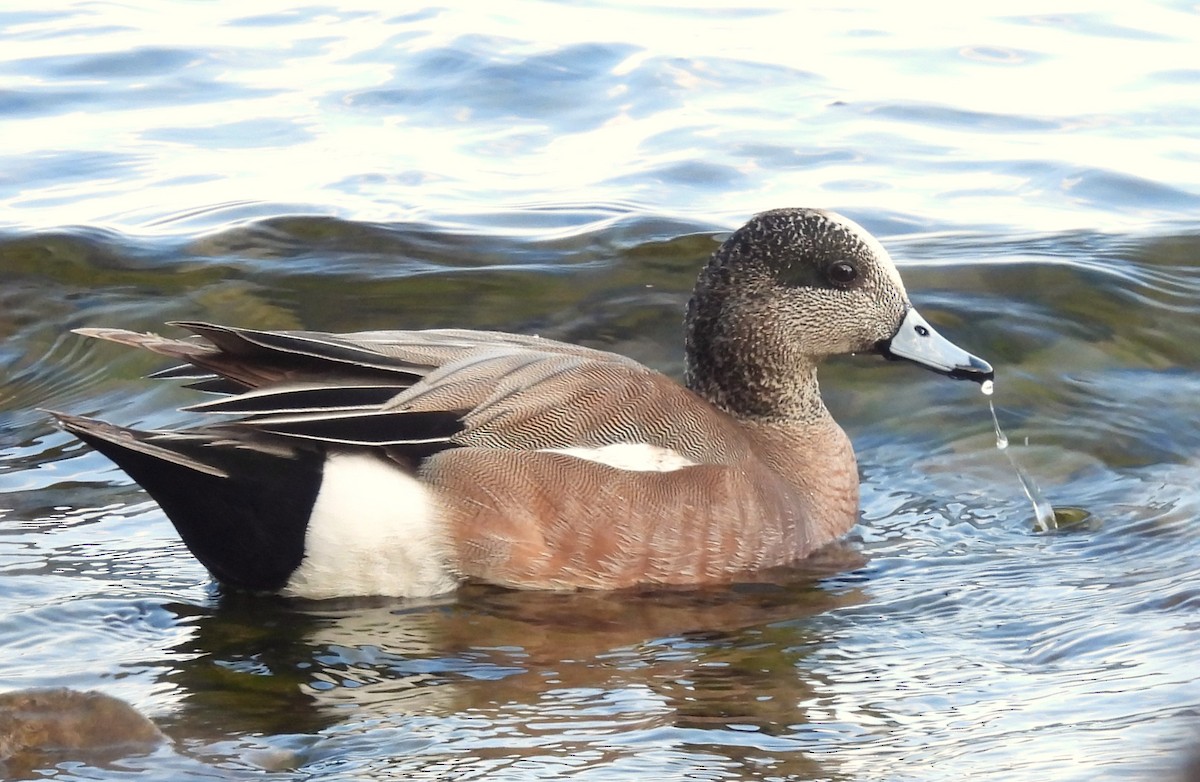 American Wigeon - ML616620060