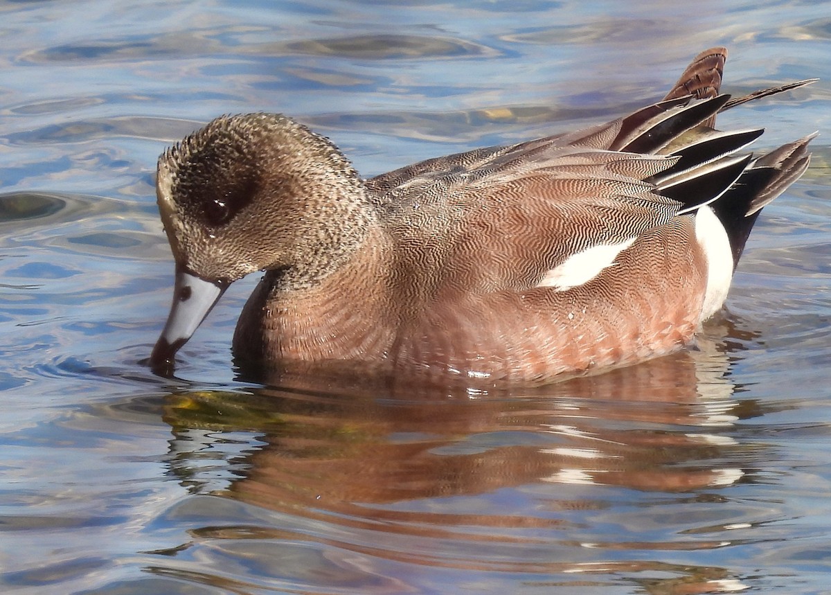 American Wigeon - ML616620061