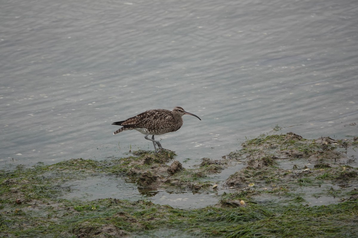 Whimbrel - ML616620102