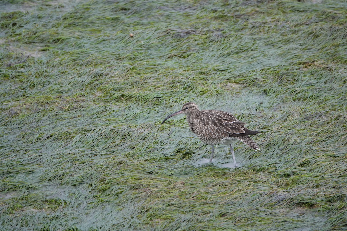 Whimbrel - Martin Kelsey