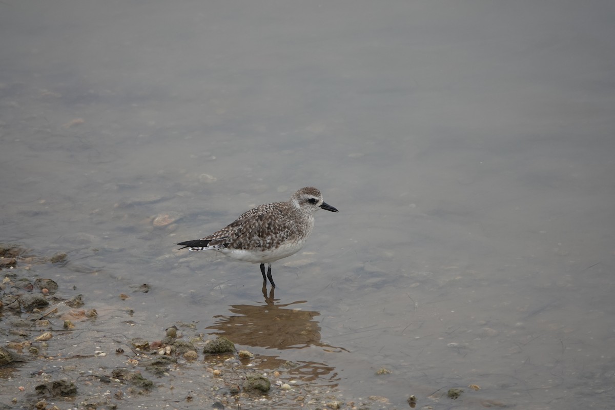 Black-bellied Plover - ML616620105