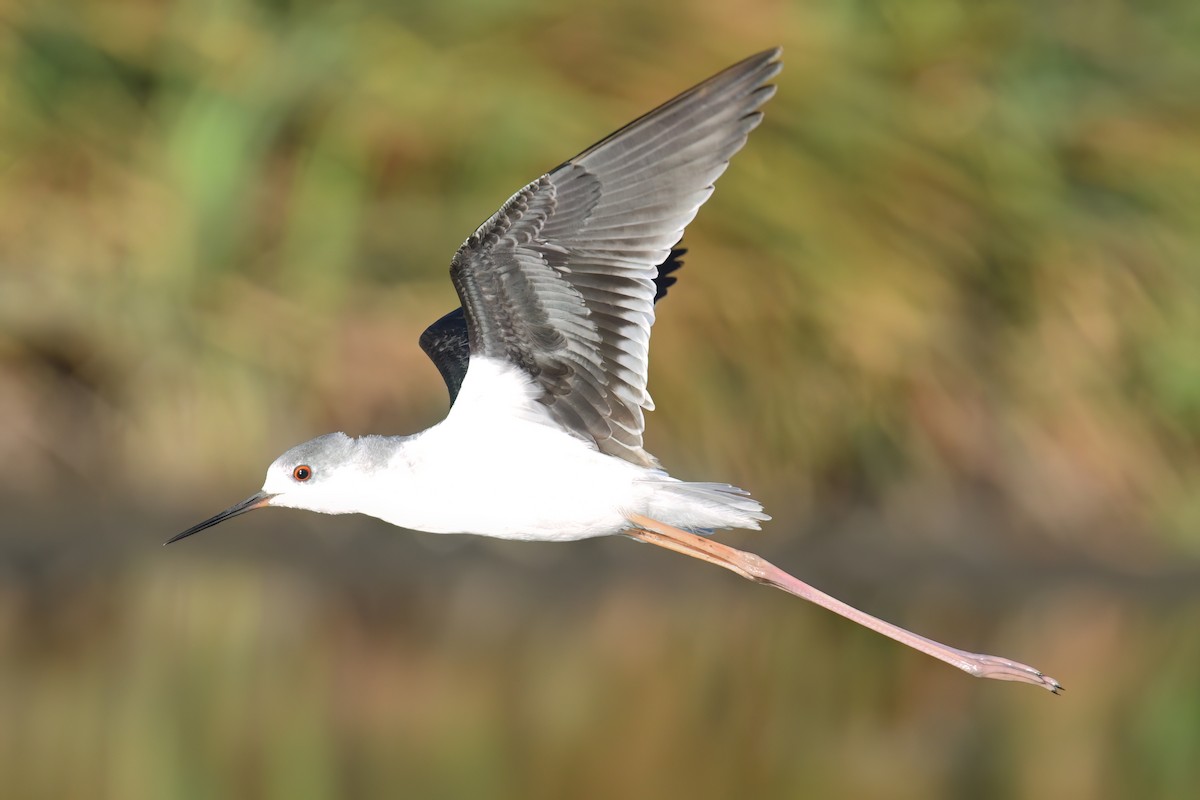 Échasse blanche - ML616620108