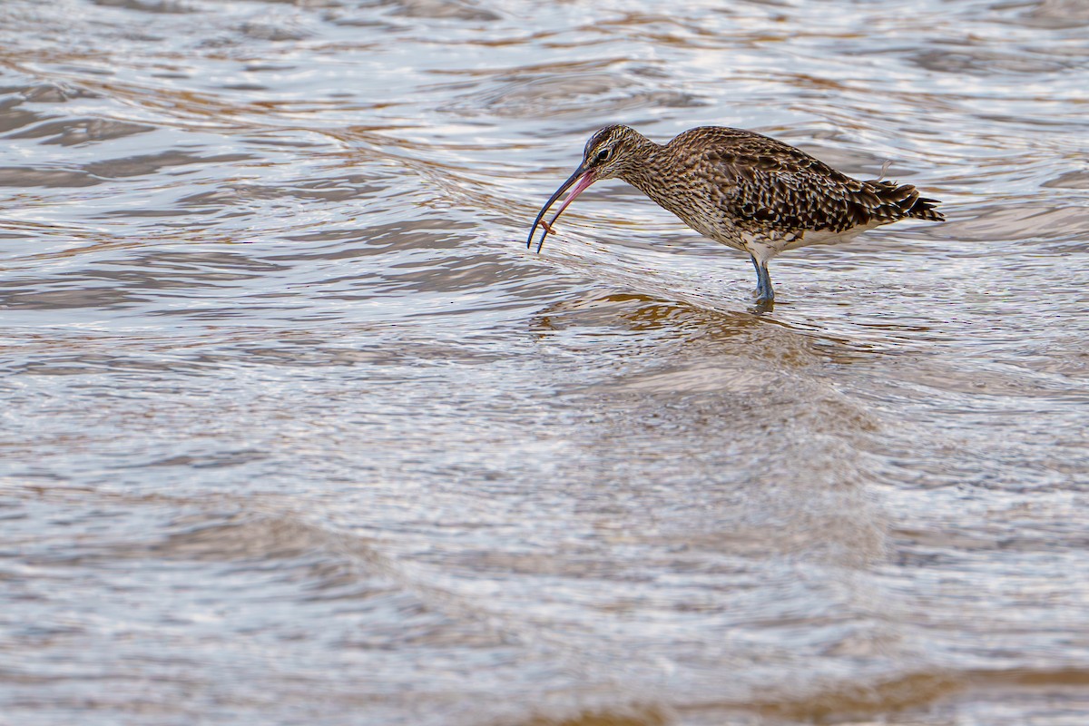 Whimbrel - Samuel Aunión Díaz