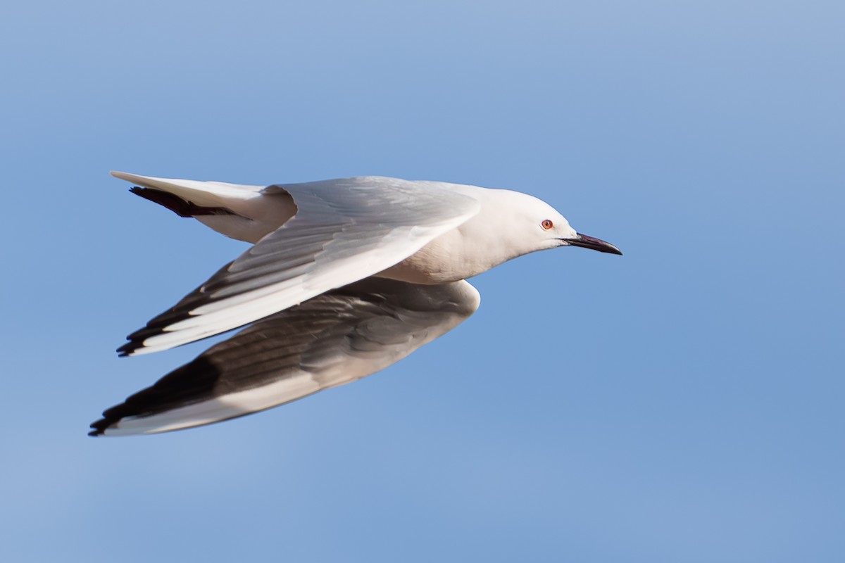 Slender-billed Gull - ML616620125