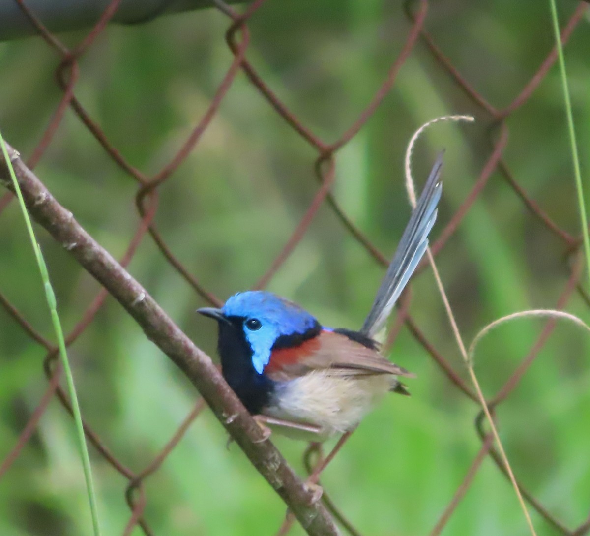 Variegated Fairywren - Paul Dobbie