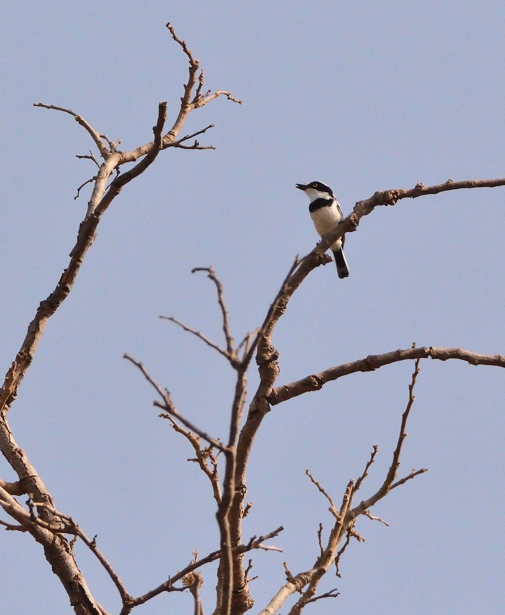 Senegal Batis - ML616620291