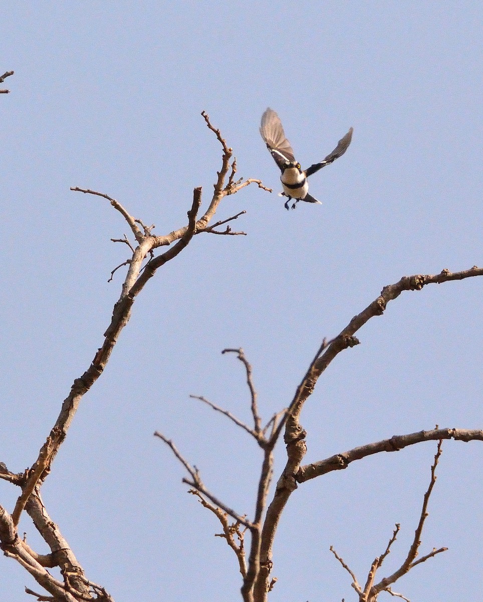 Senegal Batis - ML616620293