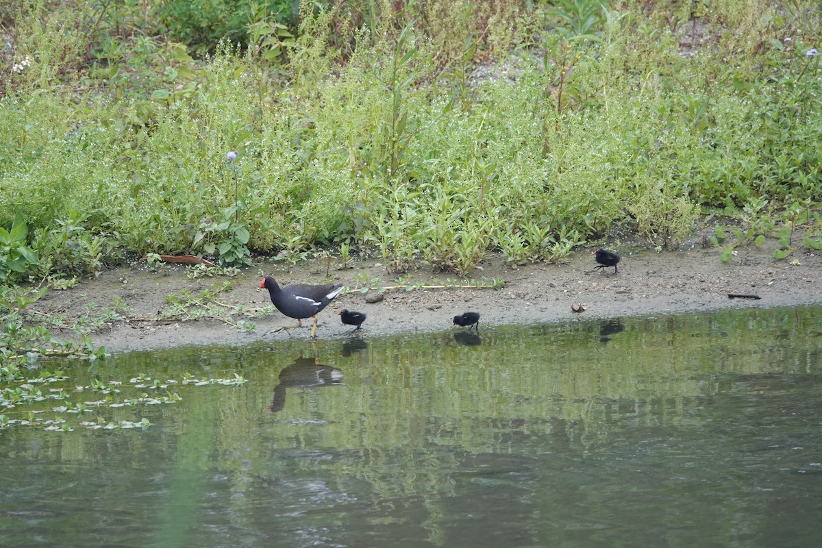 Eurasian Moorhen - ML616620305