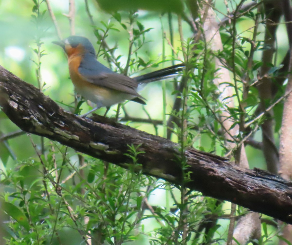 Spectacled Monarch - Paul Dobbie