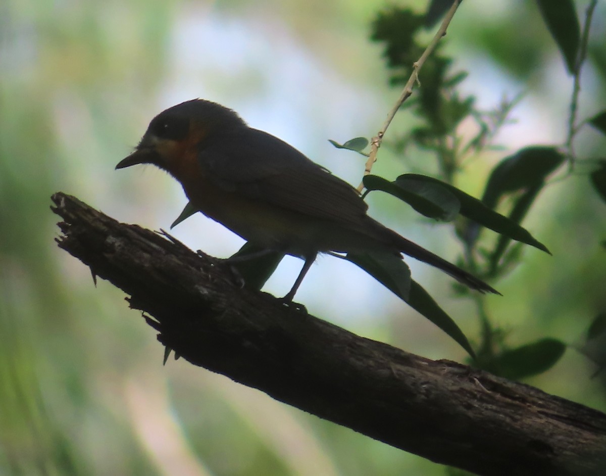 Australian Spectacled Monarch - Paul Dobbie