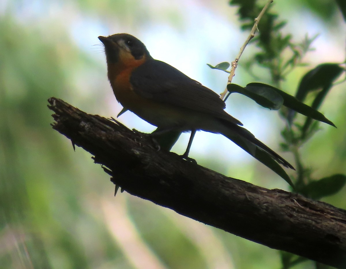 Spectacled Monarch - Paul Dobbie