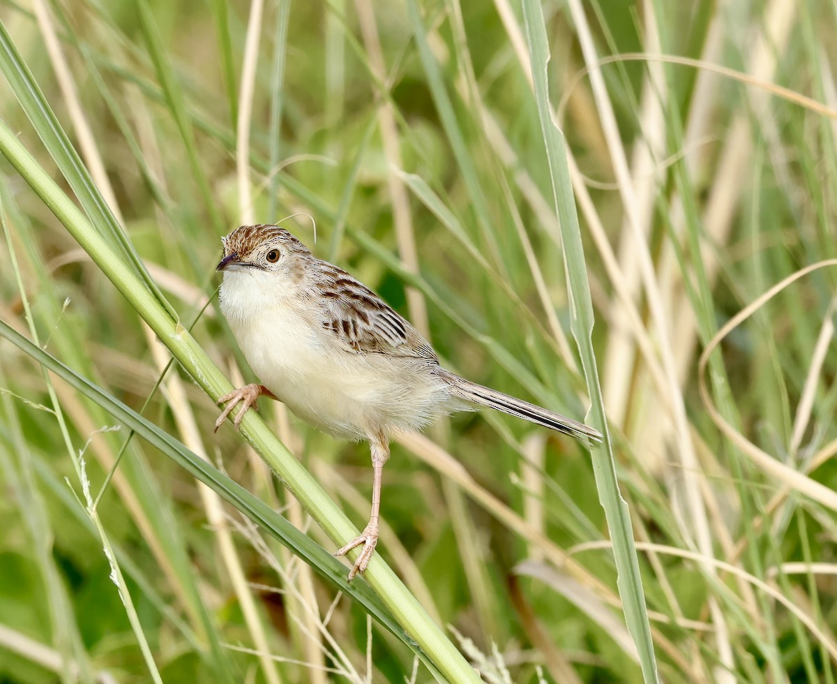 Ashy Cisticola - ML616620346