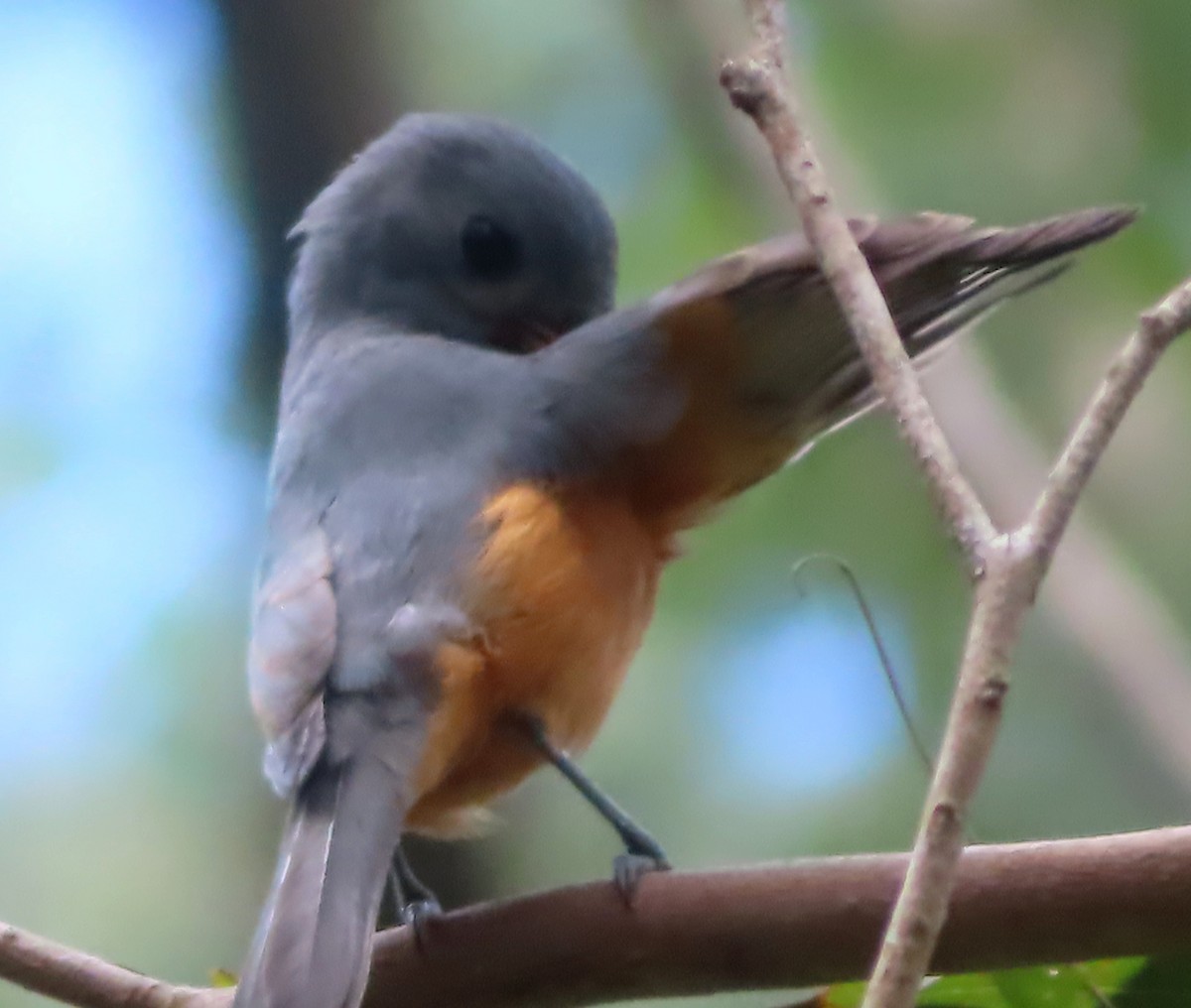 Black-faced Monarch - ML616620378