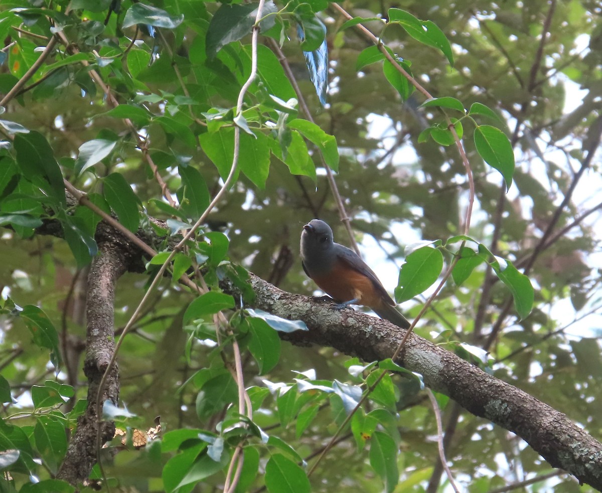 Black-faced Monarch - ML616620379