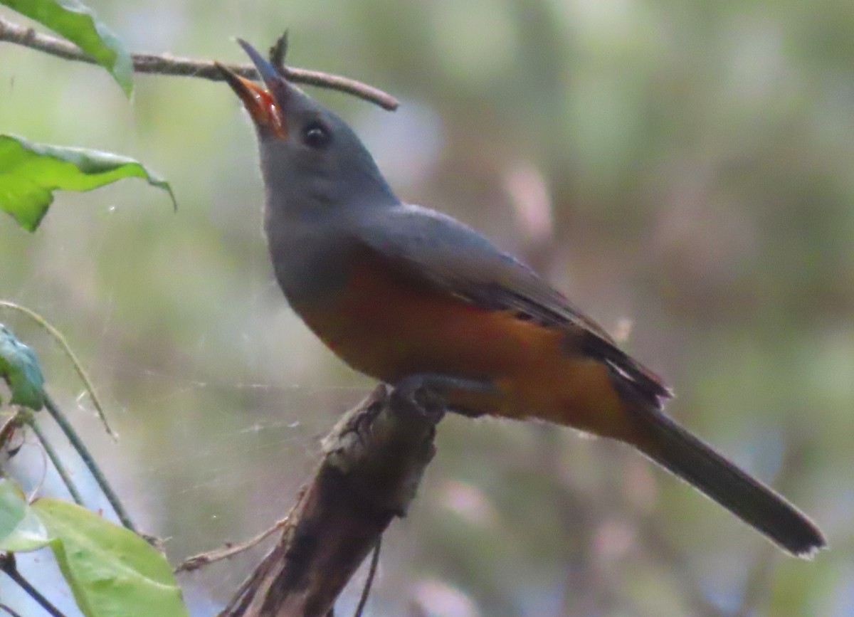 Black-faced Monarch - Paul Dobbie