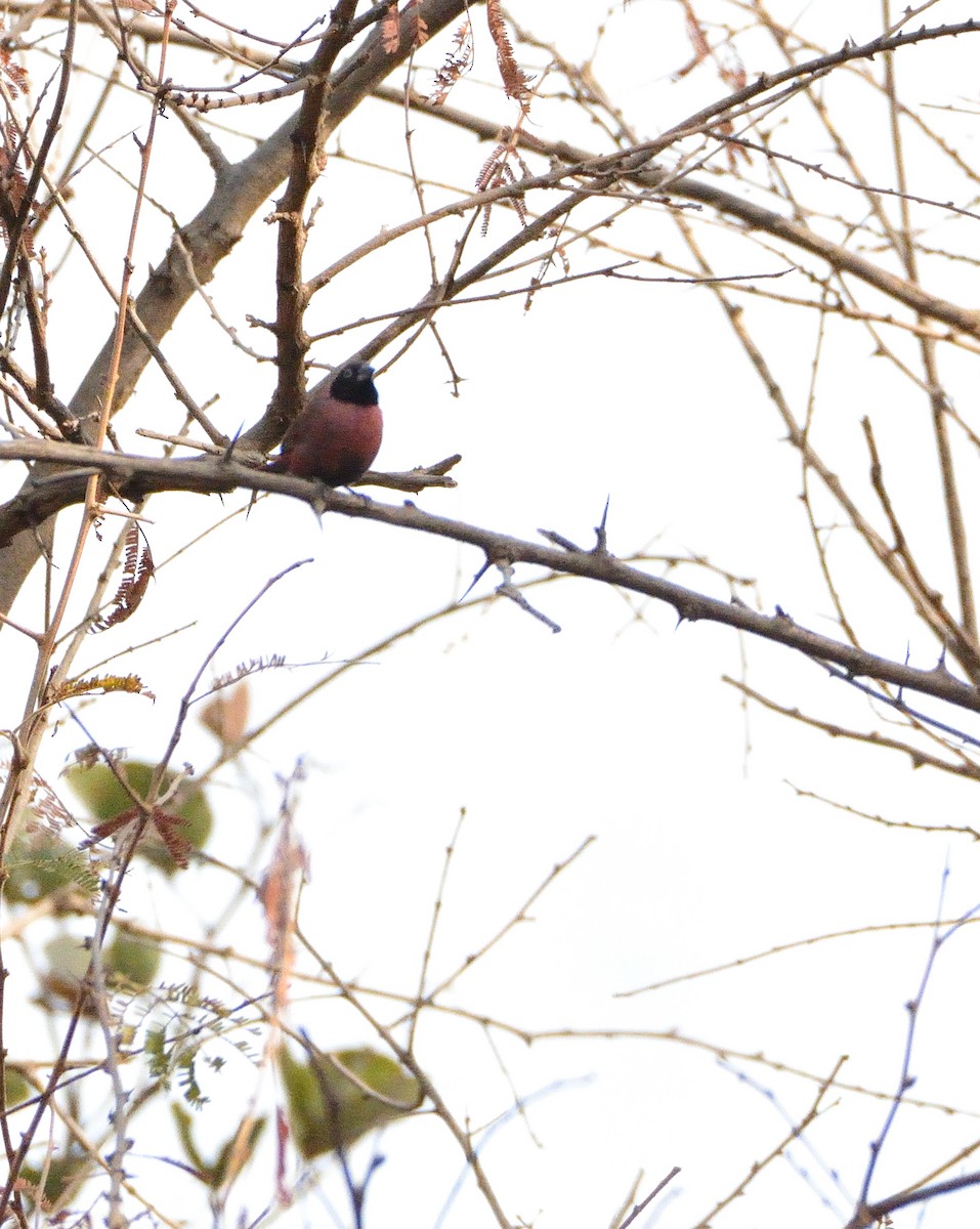 Black-faced Firefinch (Vinaceous) - ML616620389