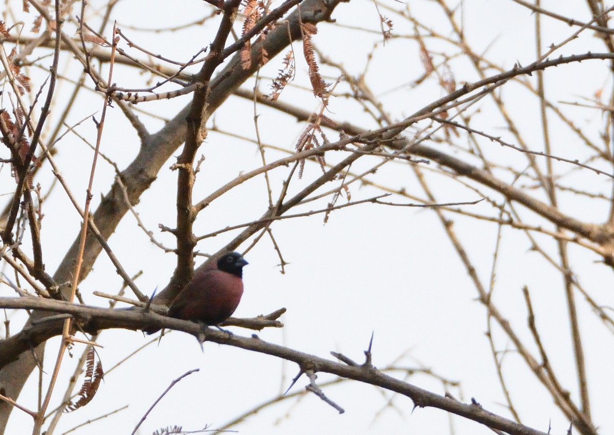 Black-faced Firefinch (Vinaceous) - ML616620390