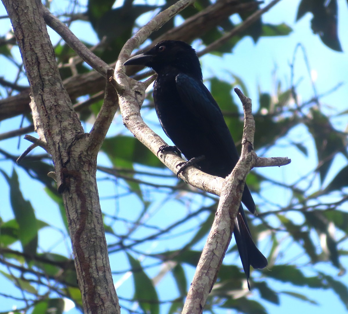 Spangled Drongo - Paul Dobbie