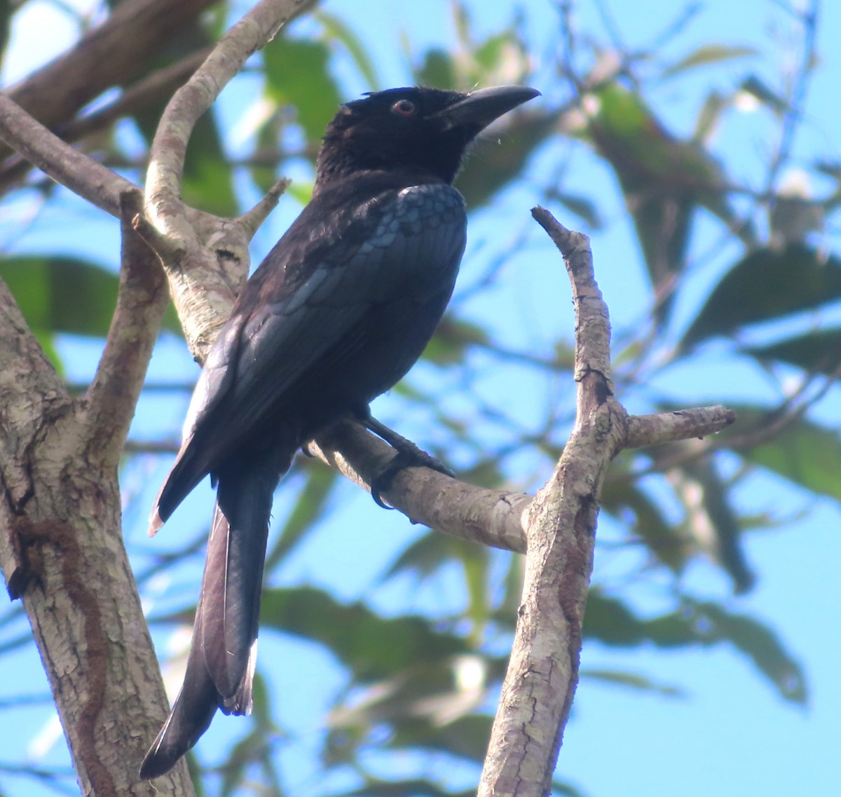 Spangled Drongo - Paul Dobbie