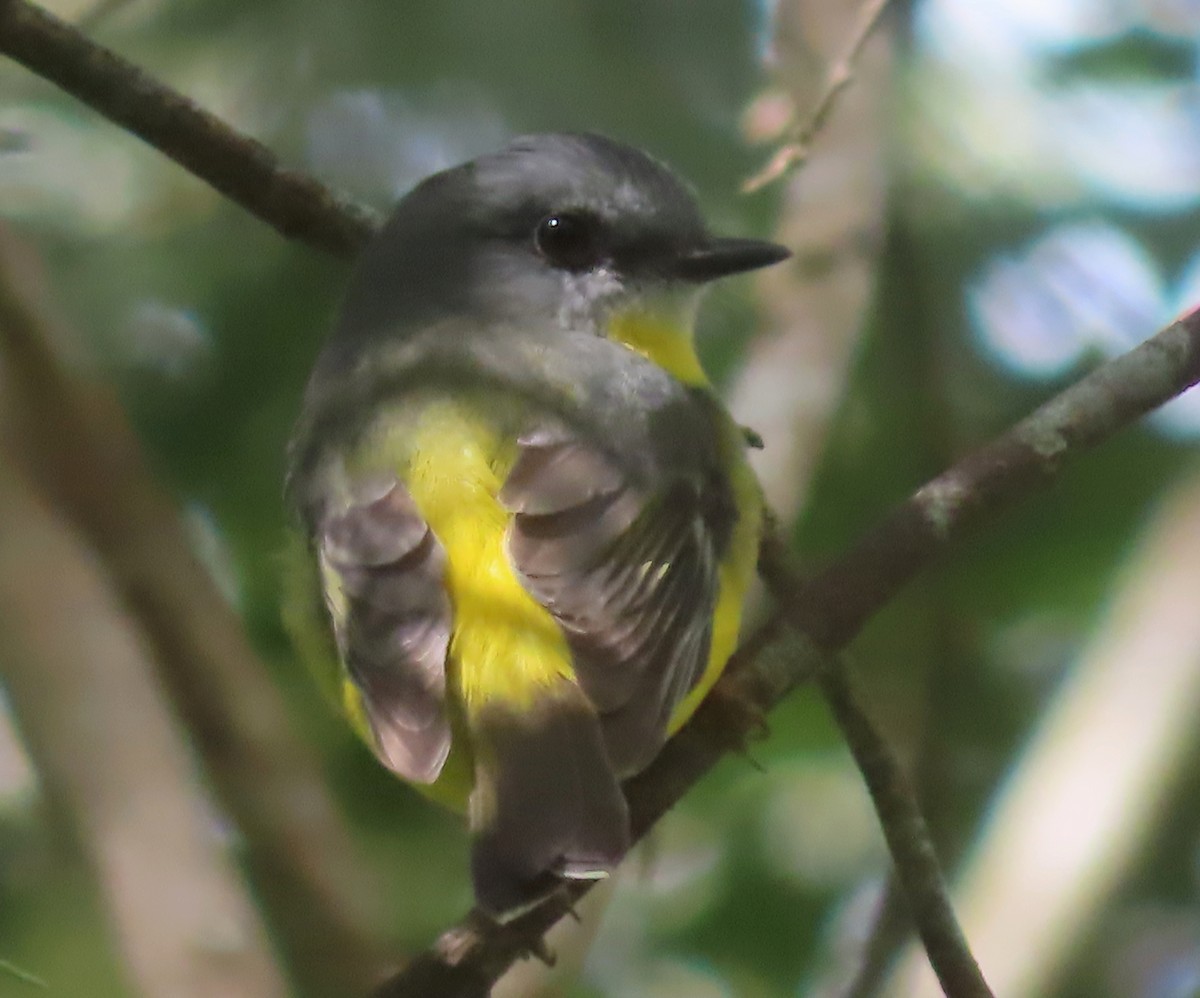 Eastern Yellow Robin - Paul Dobbie