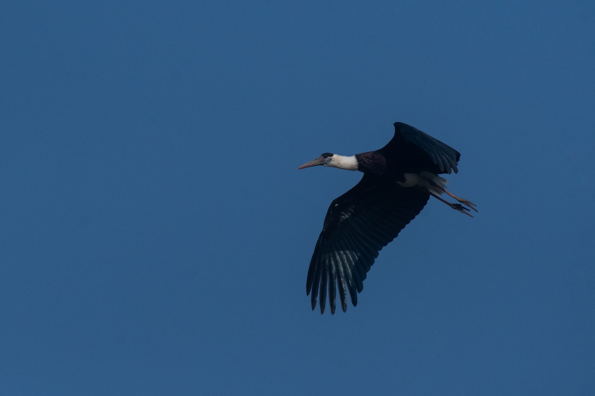 Asian Woolly-necked Stork - ML616620415