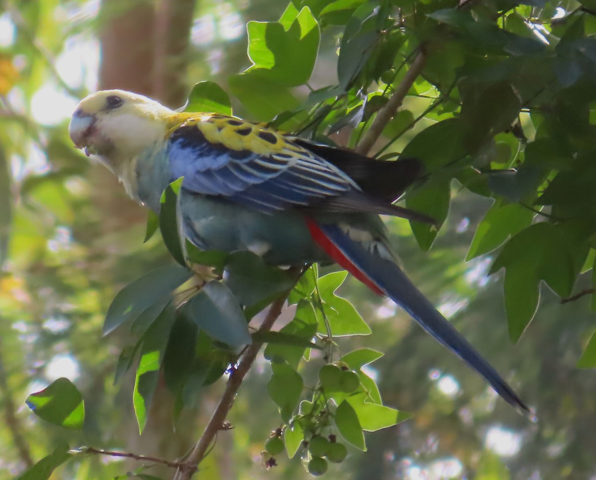 Pale-headed Rosella - Paul Dobbie