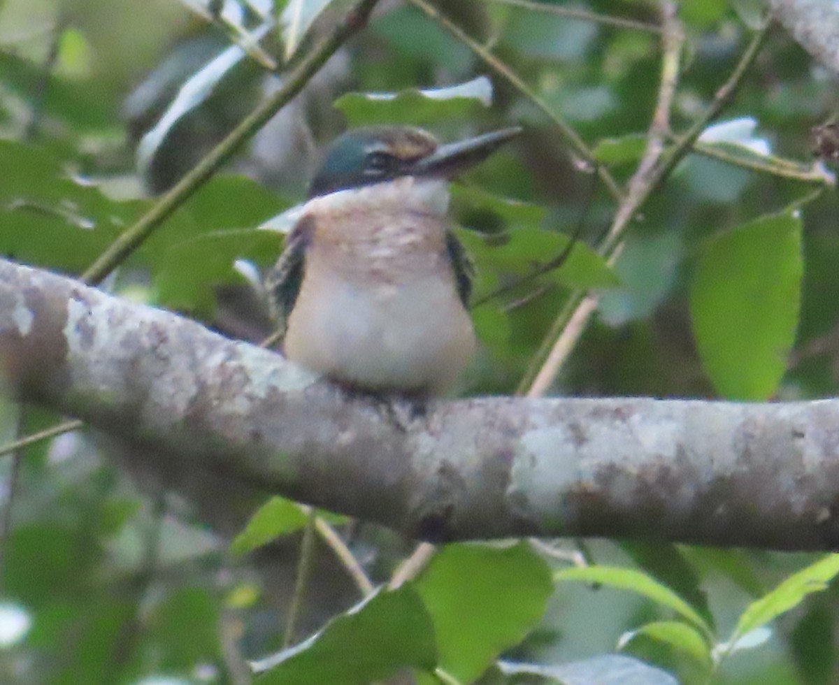 Sacred Kingfisher - Paul Dobbie