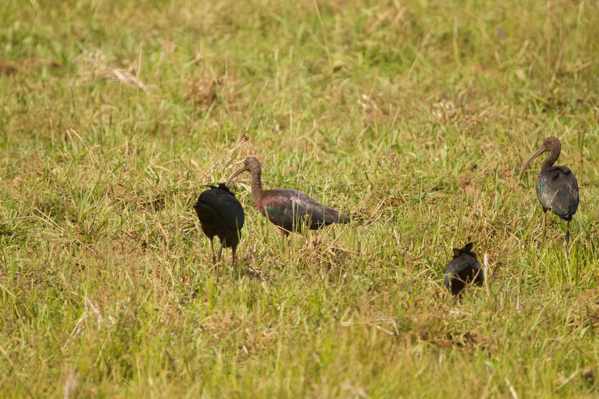 Glossy Ibis - ML616620451