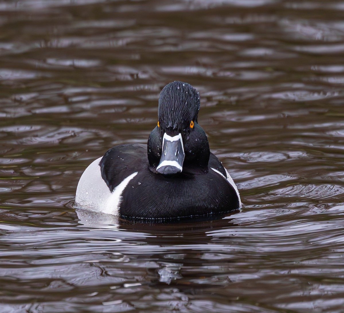 Ring-necked Duck - ML616620458
