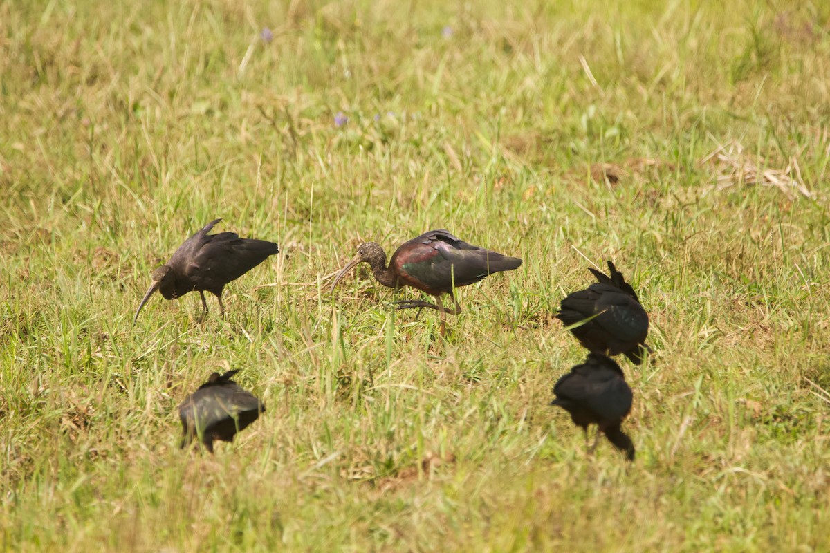 Glossy Ibis - ML616620459