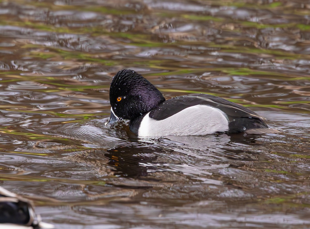 Ring-necked Duck - ML616620466