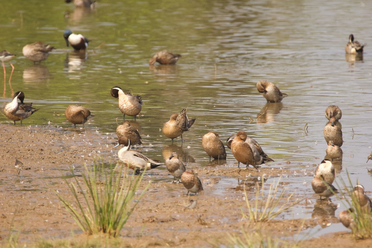 Northern Pintail - ML616620471