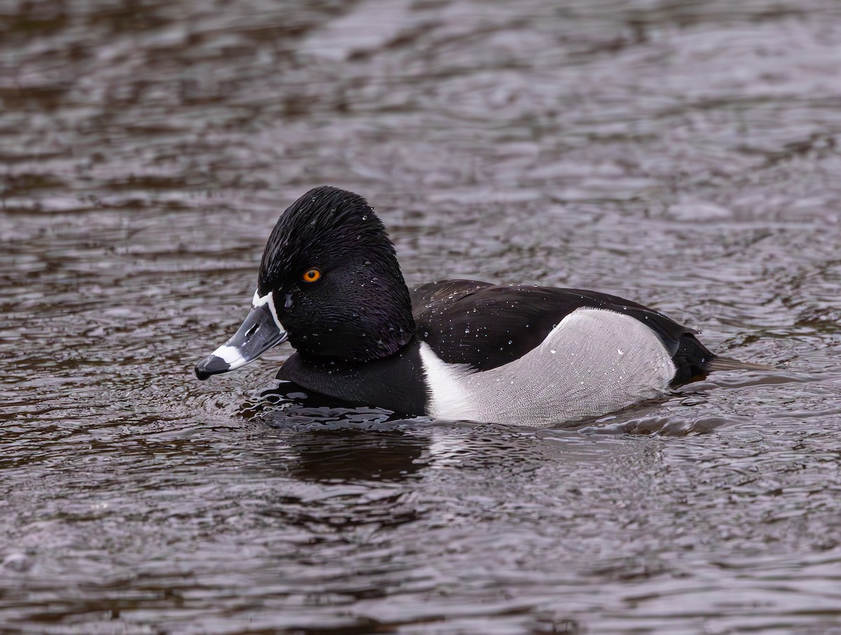 Ring-necked Duck - Anne Carrington-Cotton