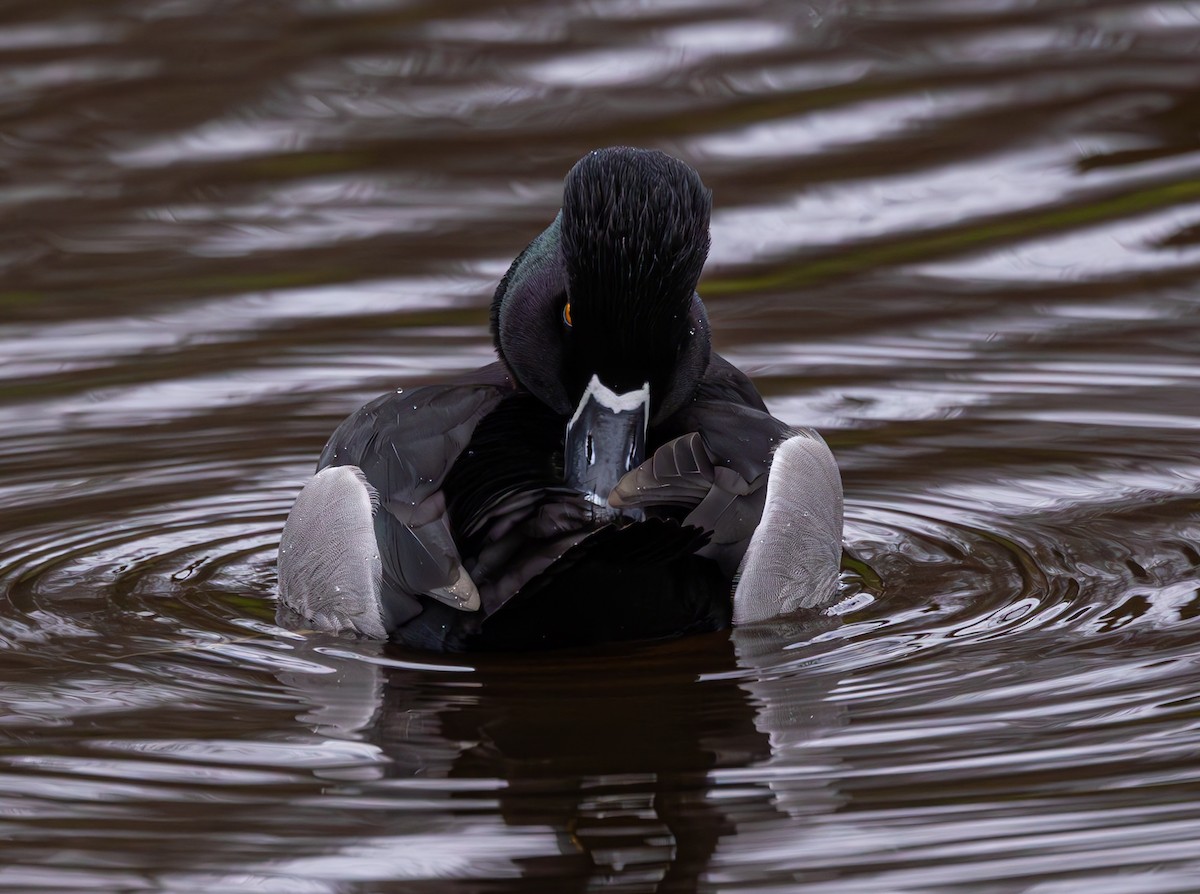 Ring-necked Duck - ML616620480