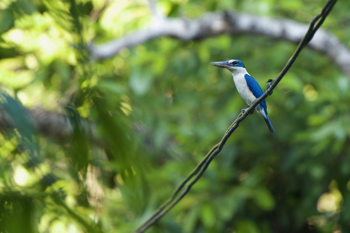 Collared Kingfisher (Oriental) - Sam Hambly