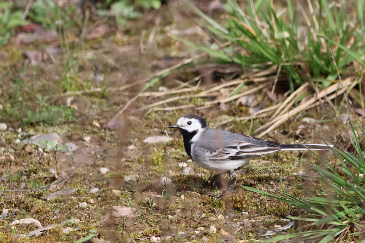 White Wagtail - ML616620520